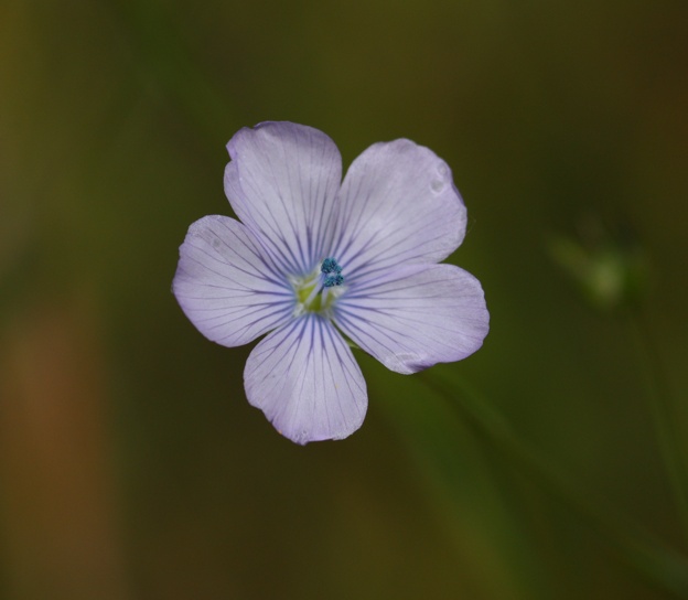 Linum bienne